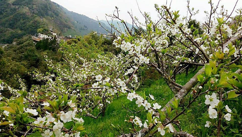 The Fairy Land - Lala Mountain Daire Fuxing  Dış mekan fotoğraf